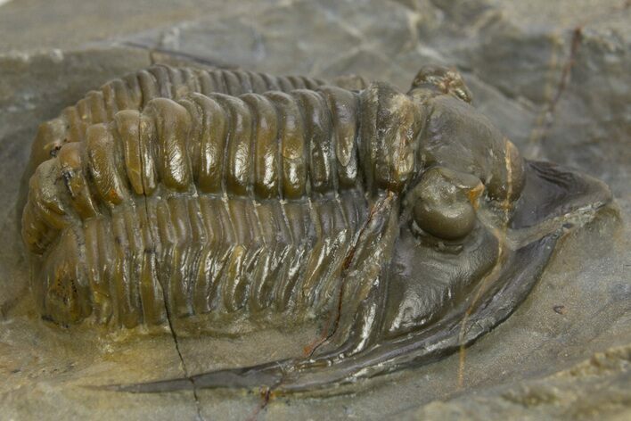 Multi-Toned Diademaproetus Trilobite - Ofaten, Morocco #310525